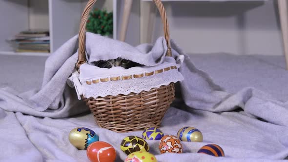 An Easter Pet Kitten Peeks Out of the Basket Against the Background of Painted Eggs alt