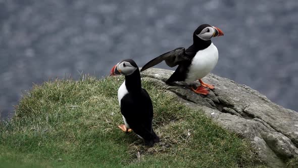 Puffins Over the Cliff Shaking Wings in Slow-mo