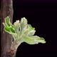 Time Lapse of Flowering Apple Tree Flowers - VideoHive Item for Sale