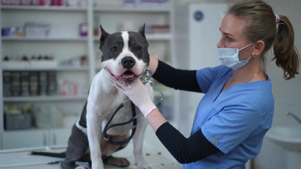 Joyful Dog Licking Veterinarian Talking to Pet in Veterinary Clinic and Laughing alt