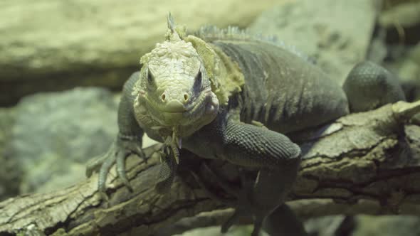 Close-up of a Green Iguana. Tropical Lizard