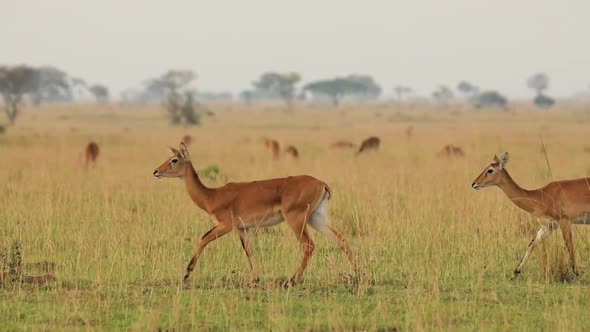 Slow Motion of Two Deers Walking and Trotting in African Prairie