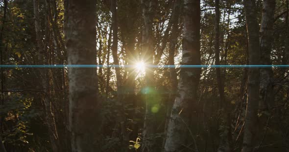 Anamorphic Sunset in the Woods alt