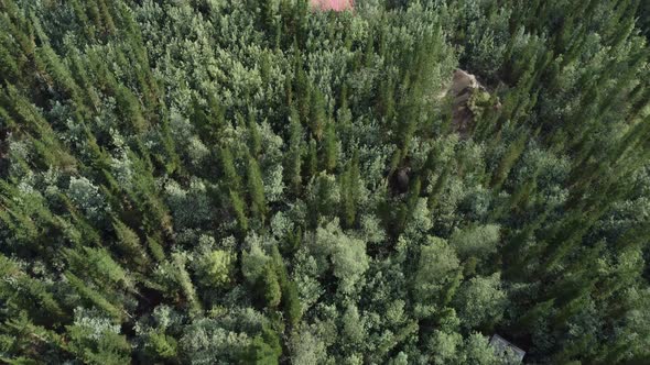 Aerial Video With Drone View Over A Forest And Trees
