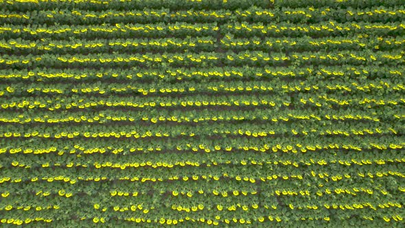 Aerial View of Blooming Rows of Sunflowers in an Agricultural Field alt