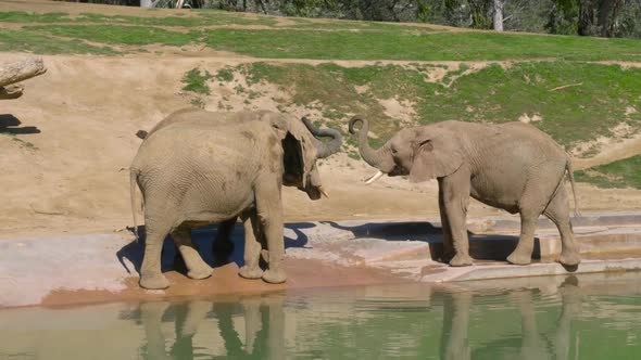 Young Elephants Play Near a Watering Hole
