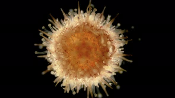 Oral Side(mouth) Sea Urchin Echinoidea, Under a Microscope, Type Echinodermata alt