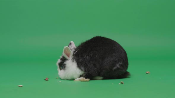 Black and white rabbit eating a nuts