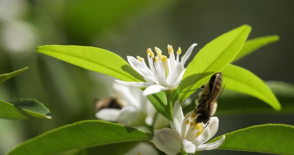 Flowers of Mandarin orange during the summer season alt