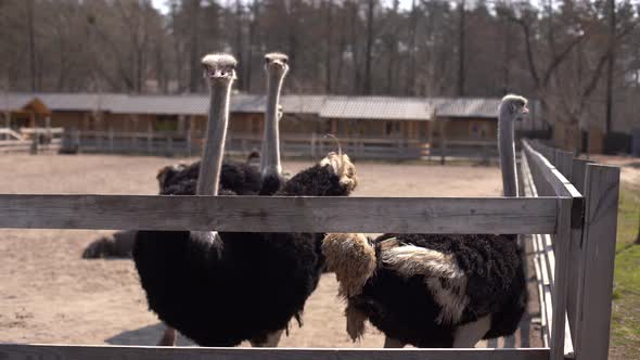 Ostriches Behind a Wooden Fence