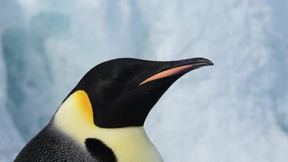 Emperor Penguin Close Up in Antarctica