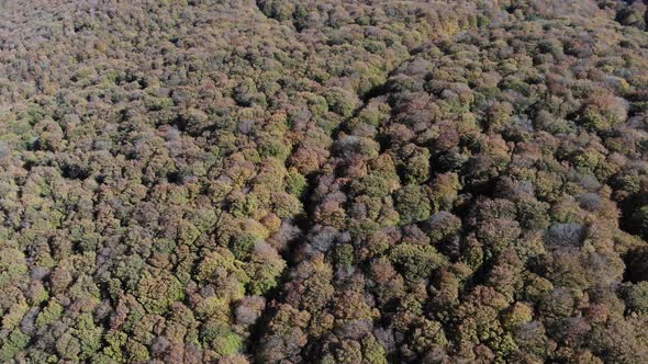 Sabaduri Mountain. Autumn forest. Georgia alt