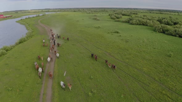 A Herd of Horses Gallops Through a Green Meadow Along the River