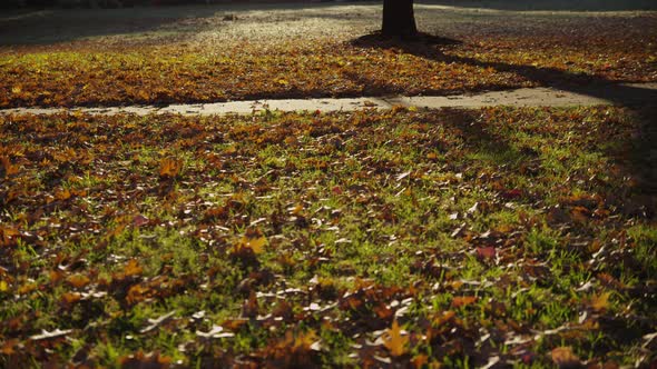 College student on campus walking with bicycle alt