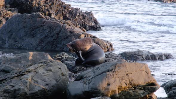 Large big New Zealand fur seal keneno scratching head with fin on the rocky coastline with foamy wav alt