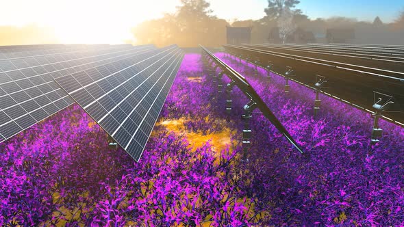 Solar Farm in Meadow alt