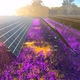 Solar Farm in Meadow - VideoHive Item for Sale