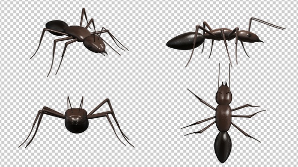 Ant Walk Cycle (4-Pack)