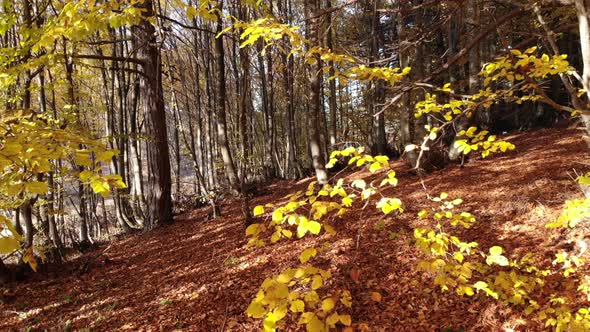 Dry Autumn leaves on Pristine Natural Forest Floor
