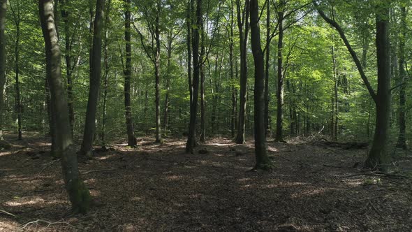 Flying Through Deciduous Forest