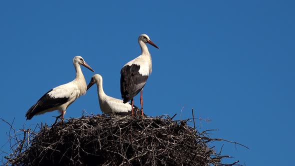 White Storks In Nest Against Blue Sky