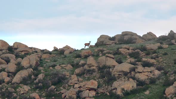A Lonely Female Doe Deer on Rocky Mountain Ridge alt