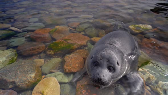 Close Up View of Small Seal Nerpa Swim in Baikal Lake