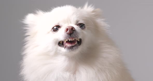 Angry Pomeranian dog, Stock Footage | VideoHive