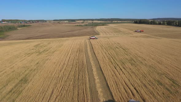Harvesting of Wheat in Summer