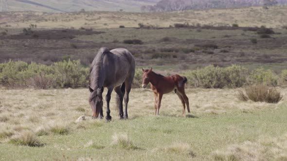 brumby colt stands beside its mother at kosciuszko national park alt