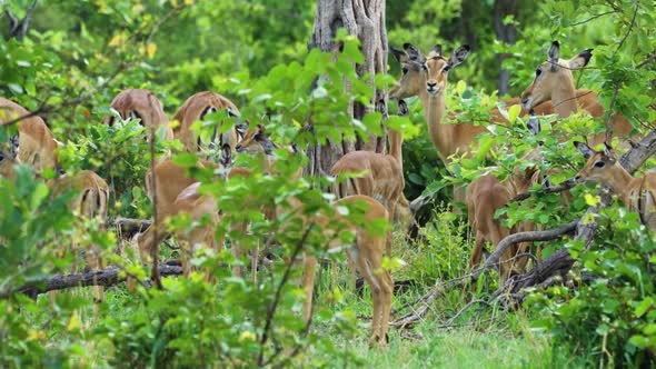 Beautiful Dwarf Antelope Steenboks In The Bush Of Moremi, Botswana. alt