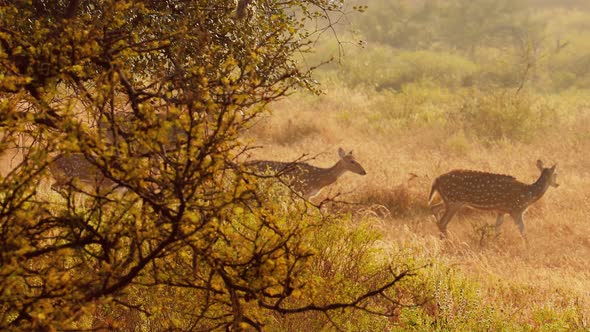 Chital or Cheetal, Also Known As Spotted Deer, Chital Deer, and Axis Deer alt