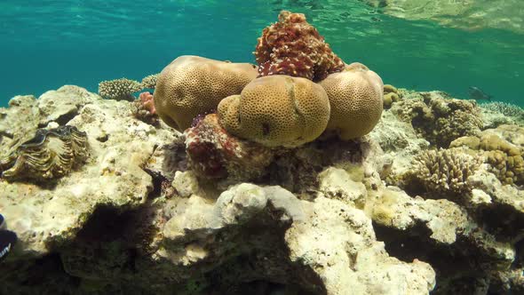 Octopus on Coral Reef