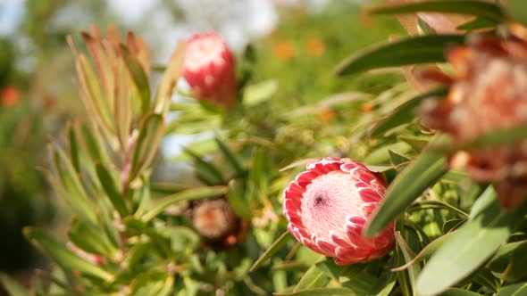 Protea Pink Flower in Garden California USA