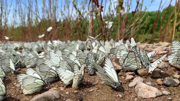 Group of Blackveined White Butterfly or Aporia Crataegi Siberia Russia alt