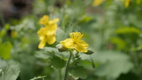 Shallow DOF flower bush of greater celandine 4K 2160p 30fps UltraHD footage - Close-up of yellow her alt