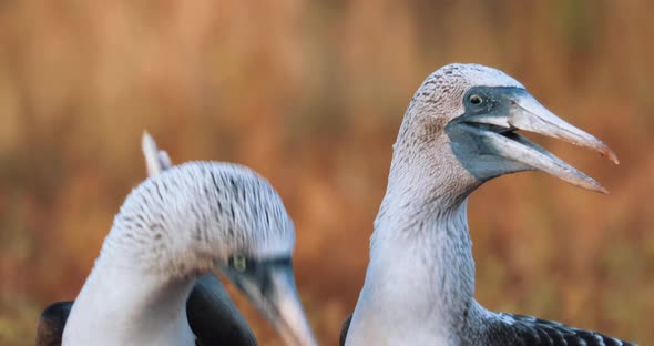 Mating call dance with two blue footed booby in Galapagos Islands alt