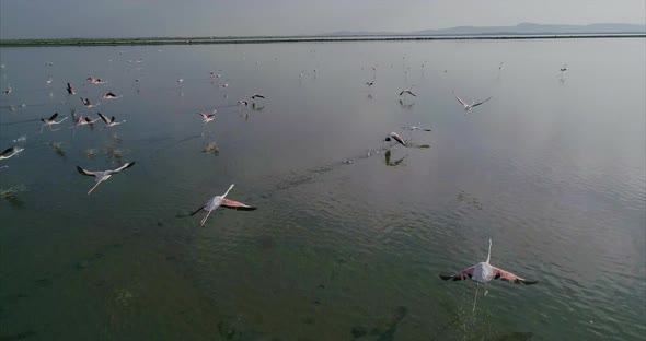 Flock of Flamingos Flying Over a Salt Lake in Albania alt