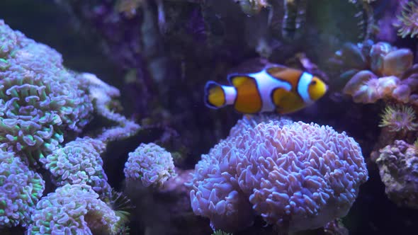 Anemone fish or Clownish  swimming for  tropical fish and corals.