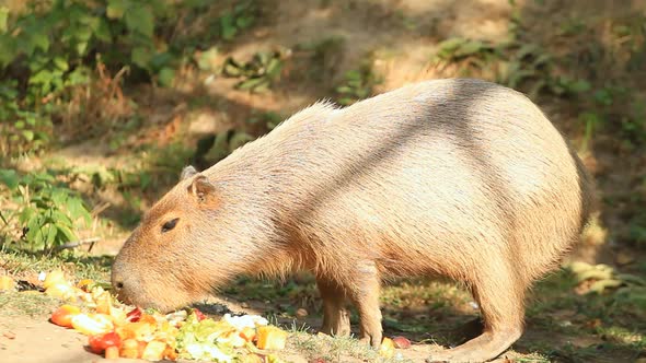 Capibara Large Rodent  Eating In The Fruit