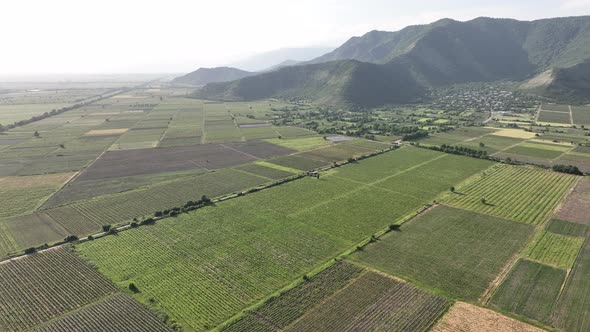 Aerial flight over beautiful vineyard landscape in Kvareli, Georgia alt