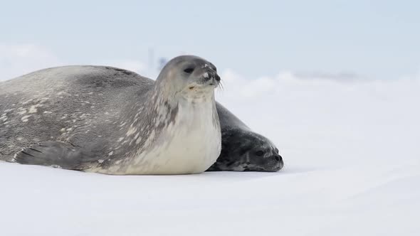 Weddell Seal with Baby Laying on the Ice