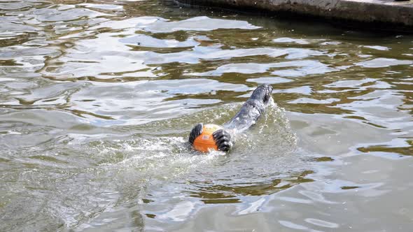 Adorable Grey Seal Holding An Orange Ball And Doing Backstroke In A Pool At The Zoo. - Slow Motion alt