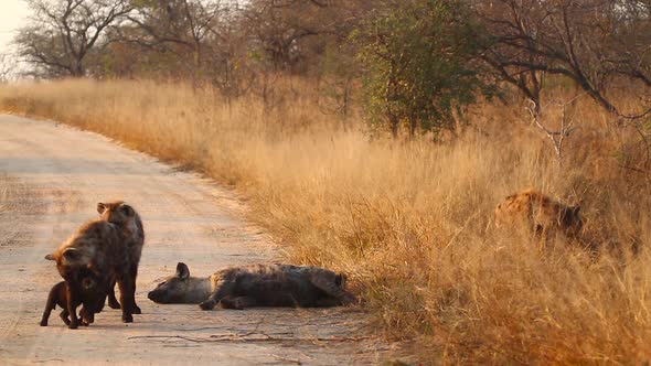 Spotted hyaena in Kruger National park, South Africa alt