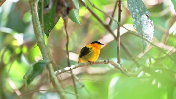 Beautiful Costa Rica Birds, Orange Collared Manakin Bird (manacus aurantiacus), Yellow Tropical Bird alt