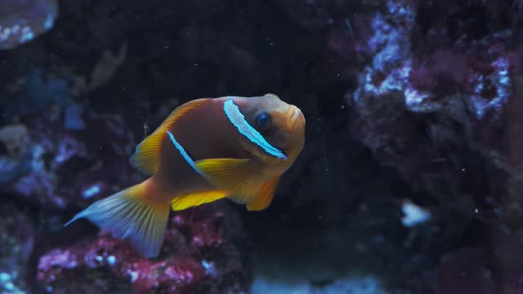 Two-banded anemonefish, Amphiprion bicinctus. Tropical fish in the marine aquarium.