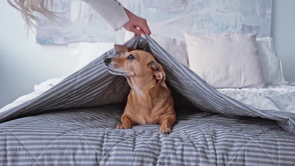 A Caucasian Woman in Home Clothes Puts a Small Brown Dachshund Dog with Big Ears to Sleep in a Bed alt