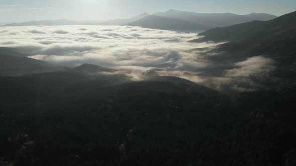 Aerial view: Amazing Thick Morning Fog Covering Mountains Spice and Spruce Forest.