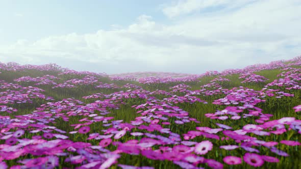 Spring Meadow Of Violet Flower