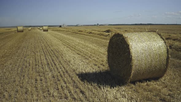 Harvesting Grain Crops in Summer in Latvia